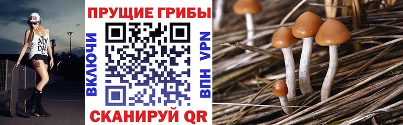 Псилоцибиновые грибы прущие грибы как найти закладки Армянск